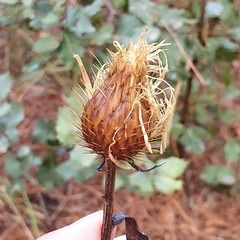 Klasea flavescens mucronata