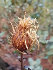 Klasea flavescens mucronata