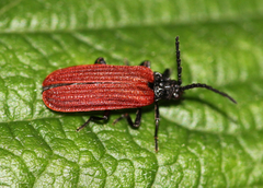 Pyropterus nigroruber