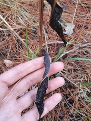 Klasea flavescens mucronata