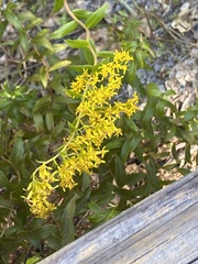 Solidago chapmanii