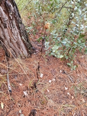 Klasea flavescens mucronata