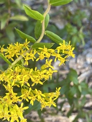 Solidago chapmanii
