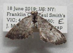 Eupithecia satyrata