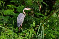 Ardea purpurea