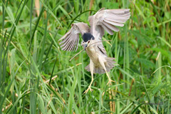 Nycticorax nycticorax