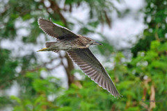 Nycticorax nycticorax
