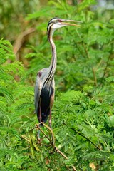 Ardea purpurea
