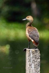 Dendrocygna javanica