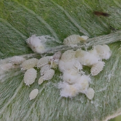 Pseudococcidae