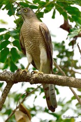Accipiter badius