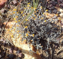 Helichrysum cylindriflorum