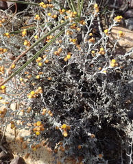 Helichrysum cylindriflorum