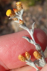 Helichrysum cylindriflorum