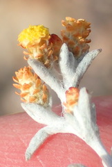 Helichrysum cylindriflorum