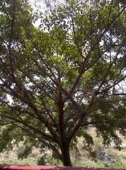 Ficus cotinifolia