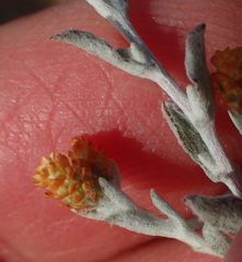 Helichrysum cylindriflorum