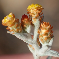 Helichrysum cylindriflorum