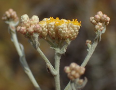 Helichrysum rosum