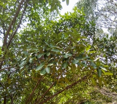 Ficus cotinifolia
