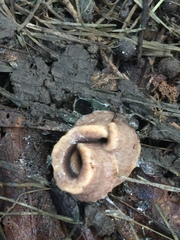 Arthurdendyus triangulatus