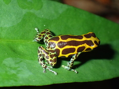 Ranitomeya imitator