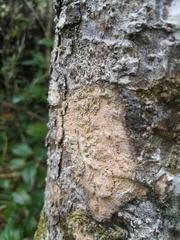 Eublemmistis chlorozonea