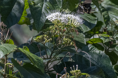 Clerodendrum colebrookianum