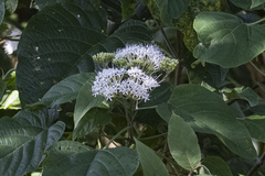 Clerodendrum colebrookianum