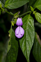 Dicliptera bupleuroides