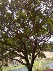 Ficus cotinifolia