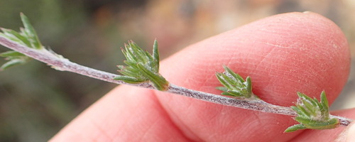 Image of Wahlenbergia cinerea by (c) Nicola van Berkel, some rights reserved (CC BY-SA)