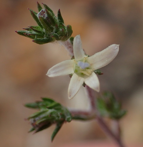 Image of Wahlenbergia cinerea by (c) Nicola van Berkel, some rights reserved (CC BY-SA)