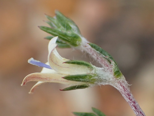 Image of Wahlenbergia cinerea by (c) Nicola van Berkel, some rights reserved (CC BY-SA)
