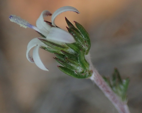 Image of Wahlenbergia cinerea by (c) Nicola van Berkel, some rights reserved (CC BY-SA)