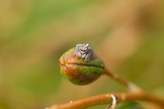 Maratus speciosus