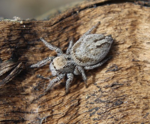 Habronattus festus