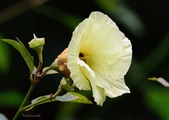 Azanza