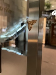 Plesiomorpha flaviceps