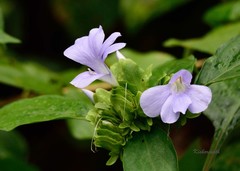 Barleria prattensis