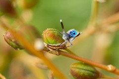 Maratus speciosus