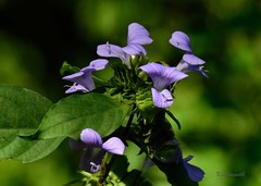 Barleria prattensis