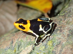 Ranitomeya fantastica