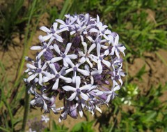 Pentas