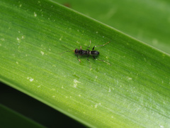 Dryinus
