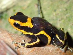 Ranitomeya fantastica