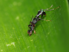 Dryinus