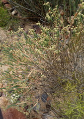 Psammotropha quadrangularis quadrangularis