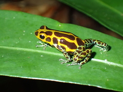 Ranitomeya imitator