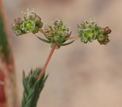 Psammotropha quadrangularis quadrangularis